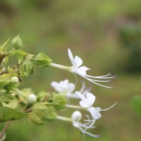 Clerodendrum infortunatum L.